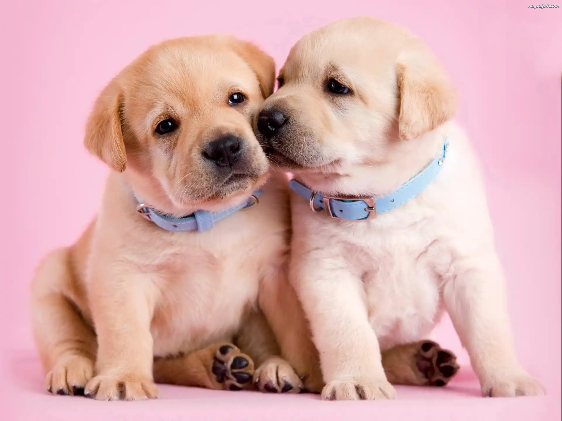 Cute Dog Wallpaper Free Download Cute Dog Wallpaper Free Download
